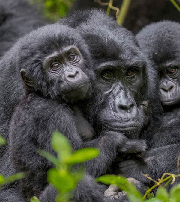 4-day-Double-Gorilla-Trekking-1024×675
