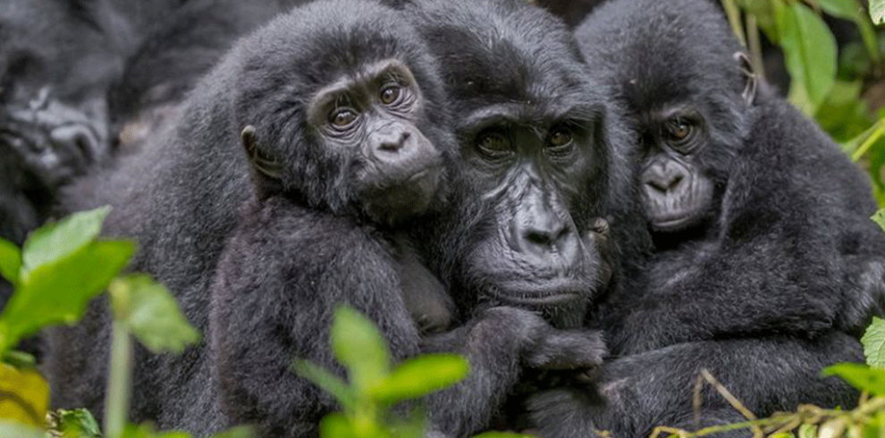 4-day-Double-Gorilla-Trekking-1024×675