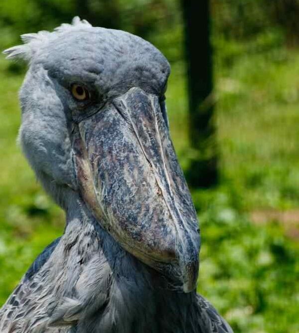 Bird-Watching-in-Uganda